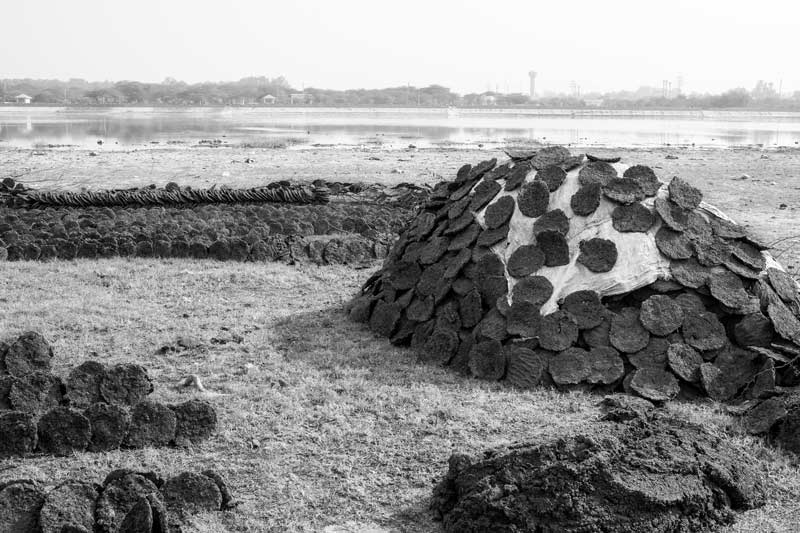 Cow dung cakes being dried in the bed of Bhalswa Lake in North-West district, National Capital Territory of Delhi